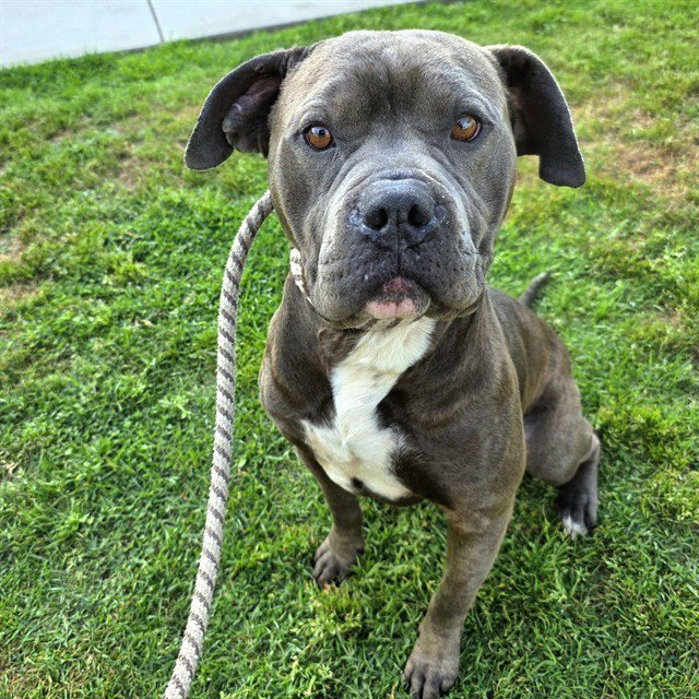 *MONOLO - Pit Bull Terrier available for adoption