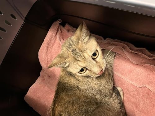 *CATERINE'S - Domestic Short Hair available for adoption