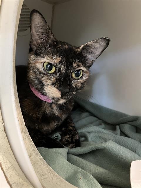 *ROSALINA - Domestic Short Hair available for adoption
