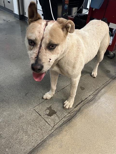 *SWAYZE - Australian Cattle Dog/Blue Heeler available for adoption