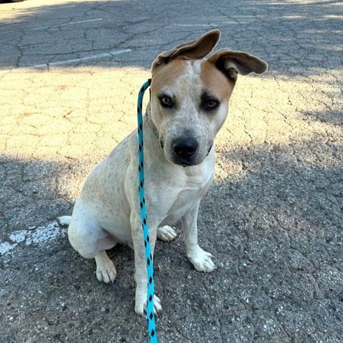*SWAYZE - Australian Cattle Dog/Blue Heeler available for adoption