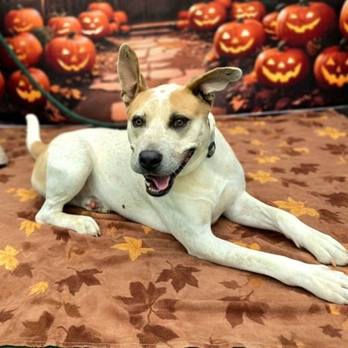 *SWAYZE - Australian Cattle Dog/Blue Heeler available for adoption