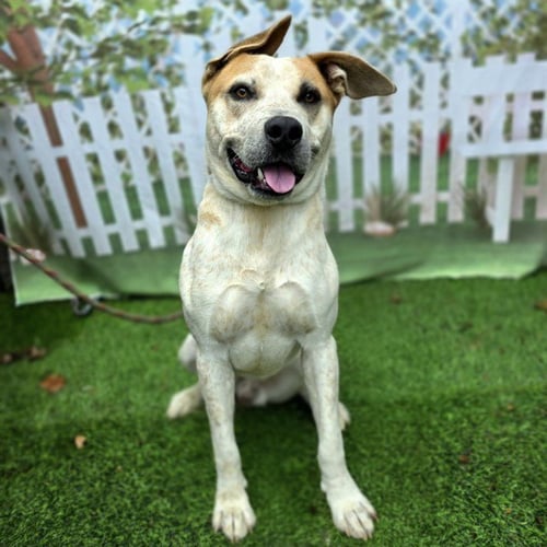 *SWAYZE - Australian Cattle Dog/Blue Heeler available for adoption