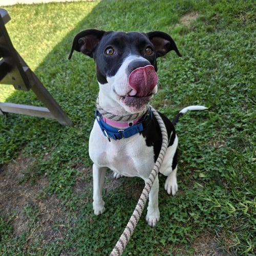 CHEECH - Pit Bull Terrier available for adoption