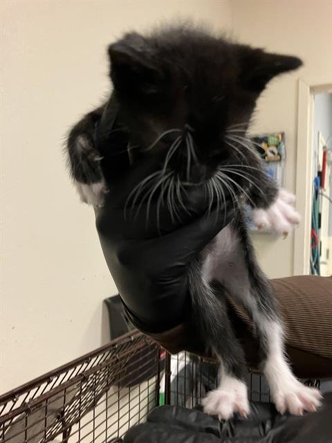 *SNEEZY - Domestic Short Hair available for adoption