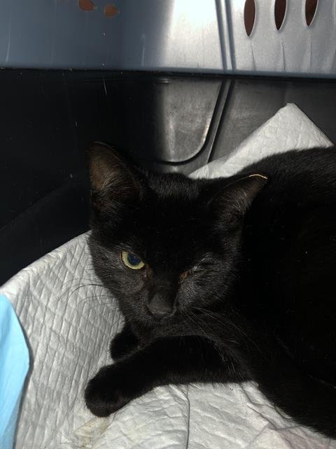 *FRICK - Domestic Short Hair available for adoption