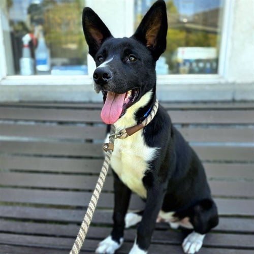 *DALE - Border Collie available for adoption