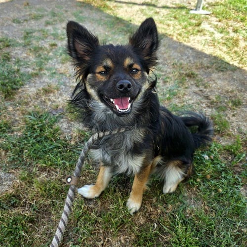 *MISO - Chihuahua available for adoption