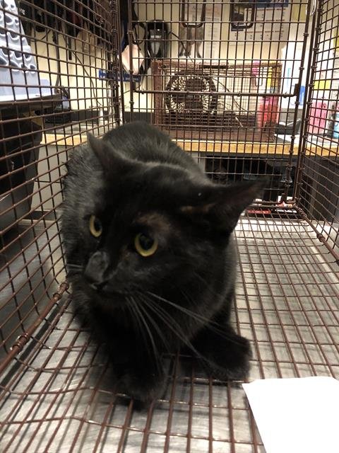 *SHANTE - Domestic Short Hair available for adoption