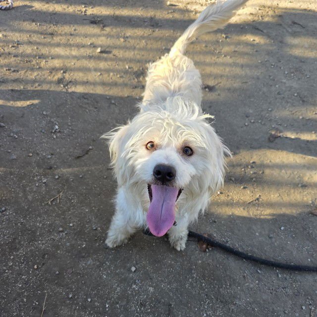 *GUPPY - Terrier available for adoption