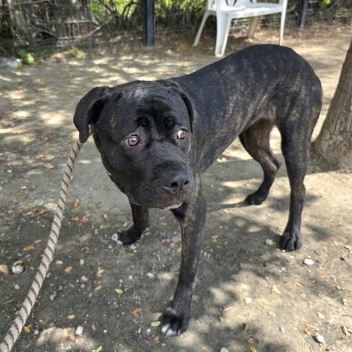 *KITTY - Mastiff available for adoption