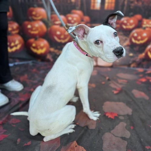 *STORMY - Pit Bull Terrier available for adoption