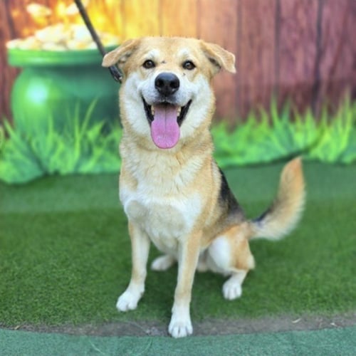 *OLIVER - German Shepherd Dog / Labrador Retriever available for adoption