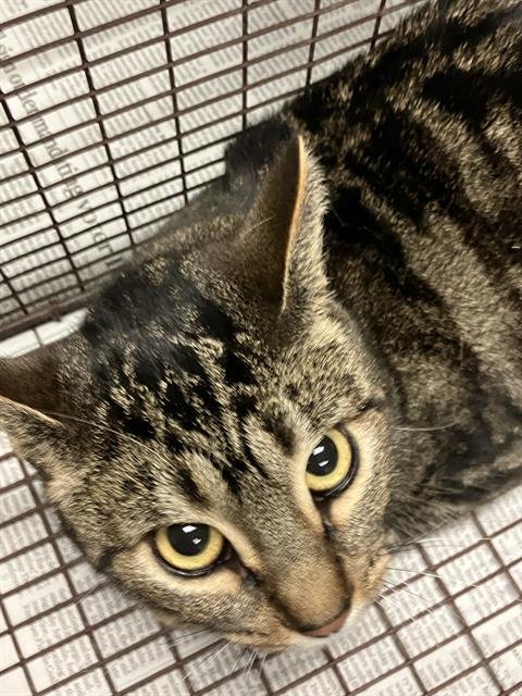 TARGET - Domestic Short Hair available for adoption