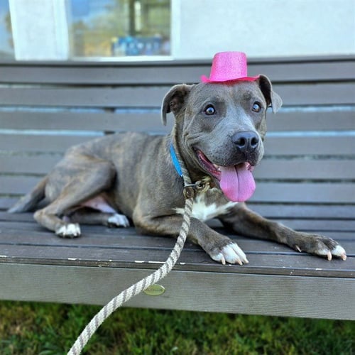 *PLATYPUS - American Staffordshire Terrier / Labrador Retriever available for adoption