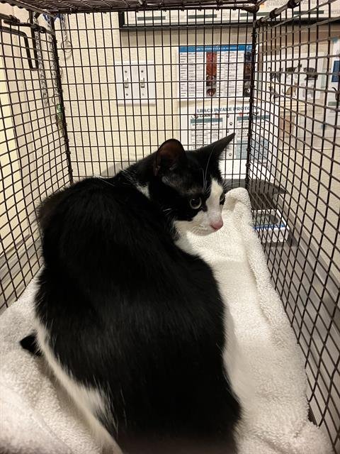 OREO - Domestic Short Hair available for adoption