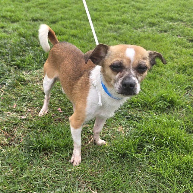 *SPORT - Chihuahua available for adoption