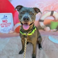 *HOKA - Photo 1