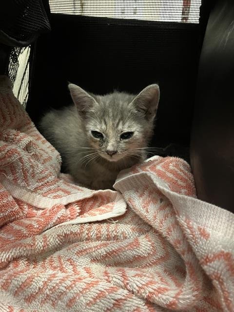 *MAY - Domestic Short Hair available for adoption