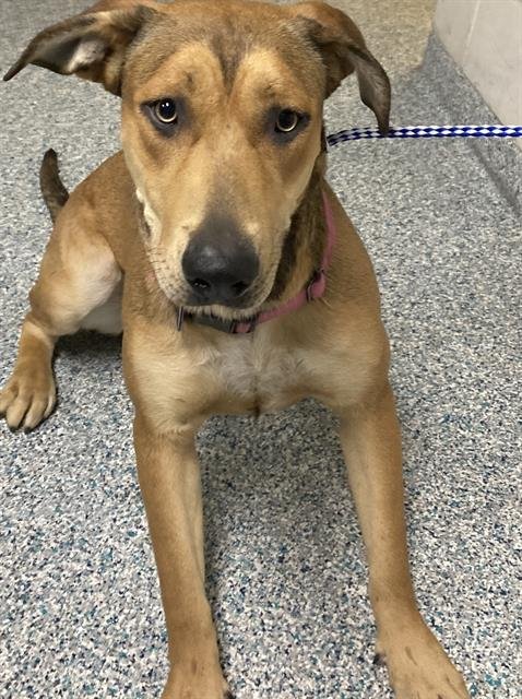 BABY GIRL - Labrador Retriever available for adoption