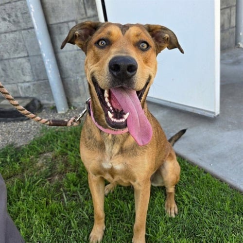 BABY GIRL - Labrador Retriever available for adoption