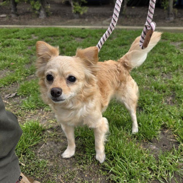 *MARY POPPINS - Chihuahua available for adoption