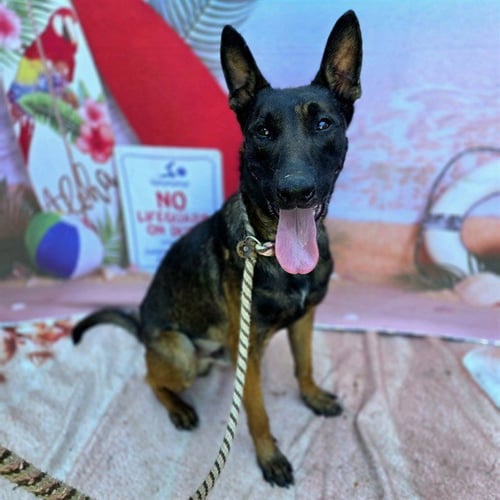 NIKO - Belgian Shepherd Malinois available for adoption