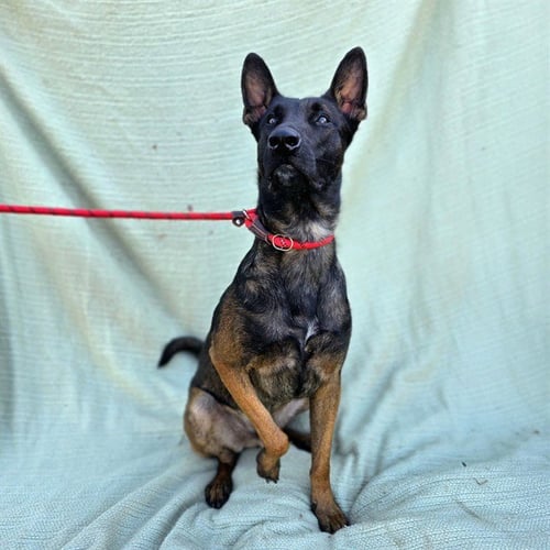 NIKO - Belgian Shepherd Malinois available for adoption