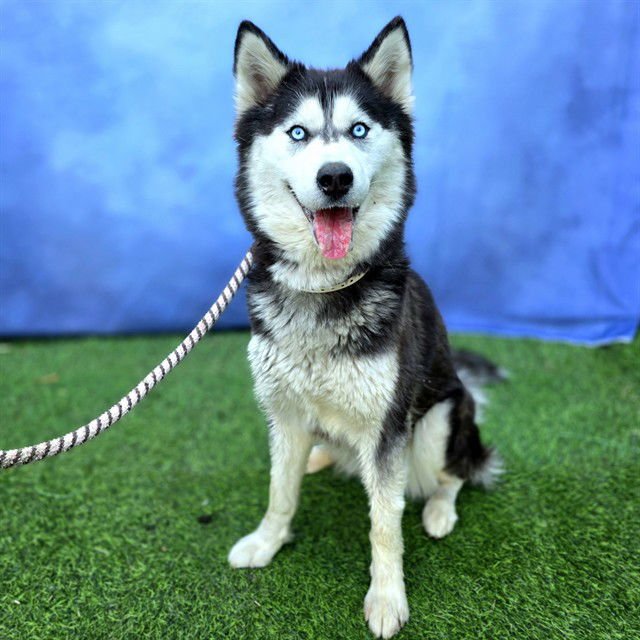 *TWILIGHT - Siberian Husky available for adoption