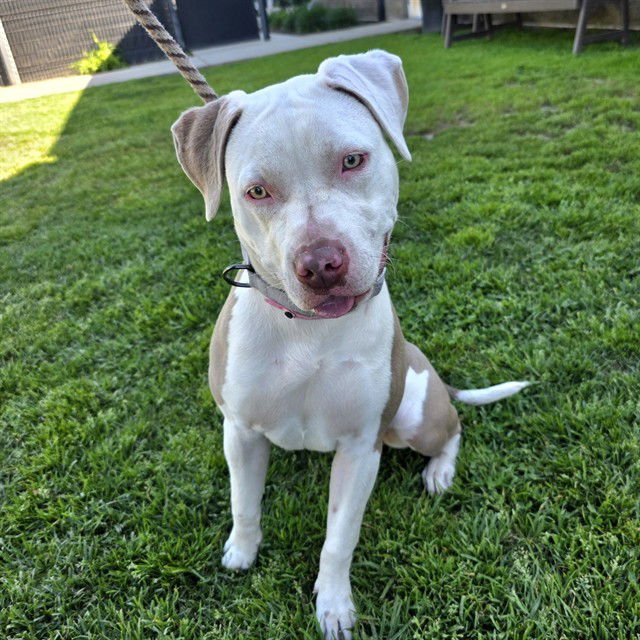 *MIMOSA - Pit Bull Terrier available for adoption