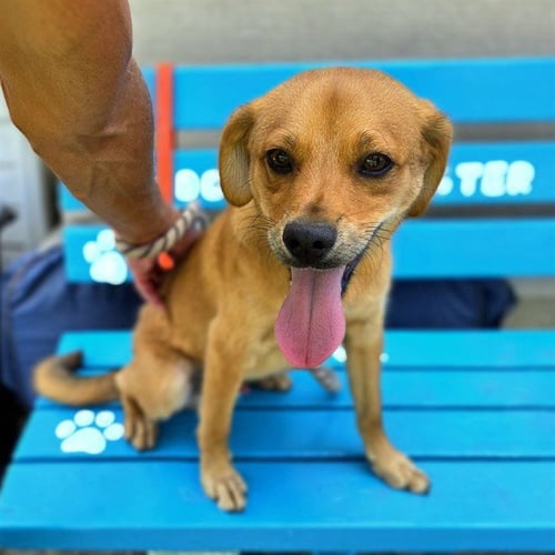 *LIONEL - Beagle available for adoption