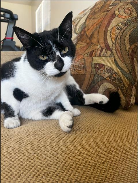 COOKIE - Domestic Short Hair available for adoption