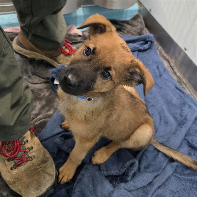 *BRONSON - Belgian Shepherd Malinois available for adoption