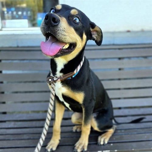 *YELLOWSTONE - German Shepherd Dog / Pit Bull Terrier available for adoption