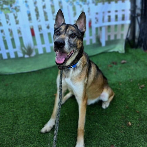 KODA - German Shepherd Dog available for adoption