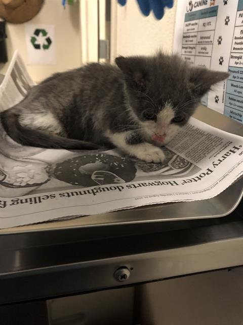 *DAIRY QUEEN - Domestic Short Hair available for adoption