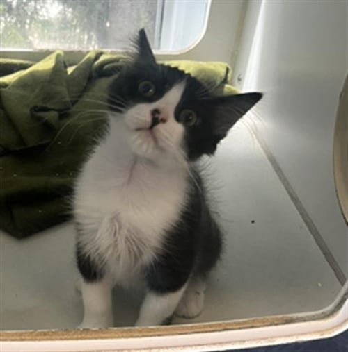 *BEAU - Domestic Short Hair available for adoption