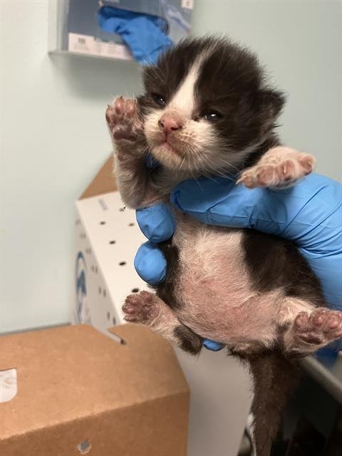 *BEAU - Domestic Short Hair available for adoption