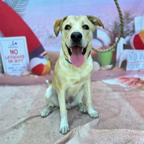 *SMOOTHIE - Labrador Retriever available for adoption