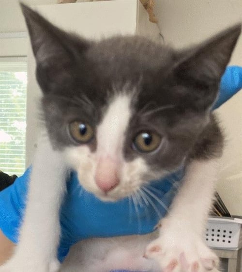 *CORMAC - Domestic Short Hair available for adoption
