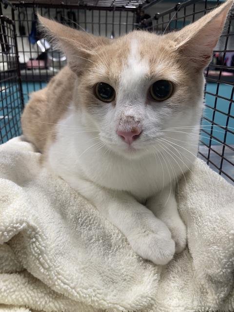 CHARM - Domestic Short Hair available for adoption