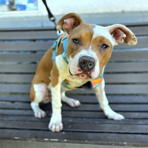 *BOBBI SOX - Pit Bull Terrier available for adoption
