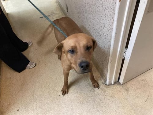 *KEVIN - Rhodesian Ridgeback available for adoption