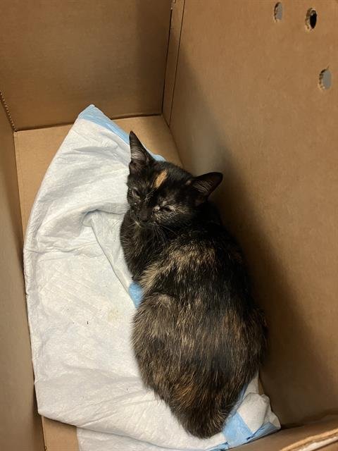 *INDIA - Domestic Short Hair available for adoption