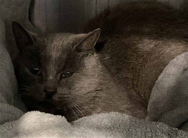 *ZEHAVIT - Domestic Short Hair available for adoption