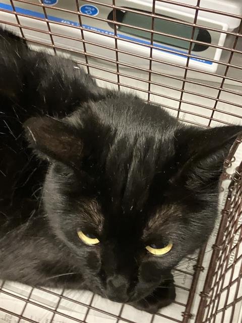 GIGI - Domestic Short Hair available for adoption