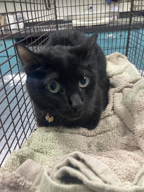 *FARLEY - Domestic Short Hair available for adoption