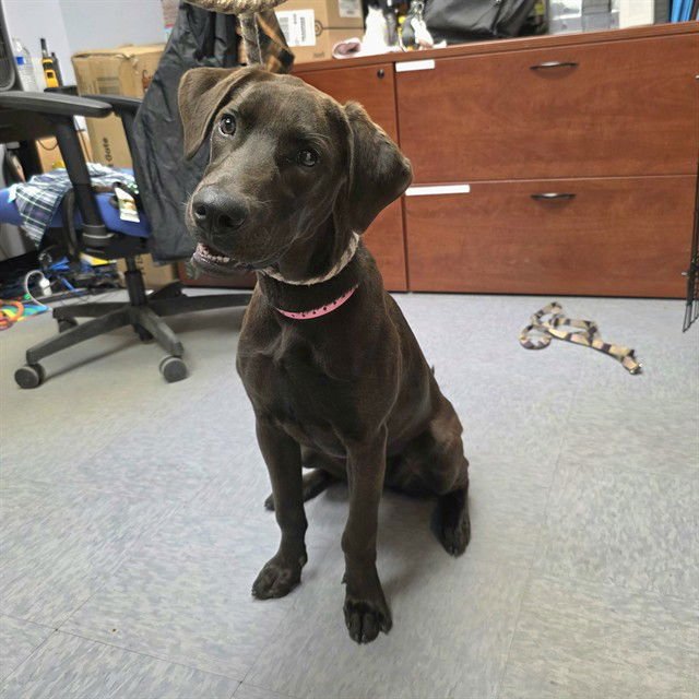 *HERSHEY - Labrador Retriever available for adoption