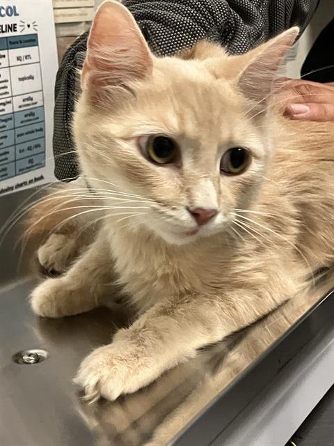 *BABY MOMMA - Domestic Short Hair available for adoption