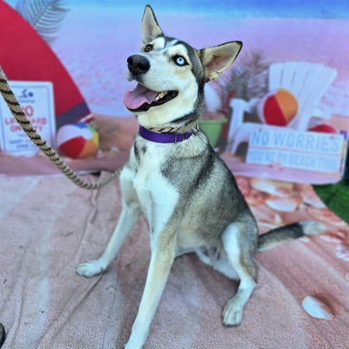 GYPSY - Siberian Husky available for adoption